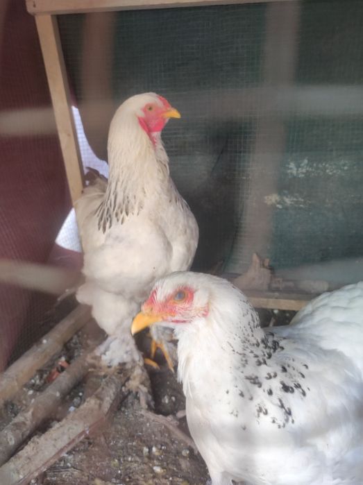 Brama xoroz va tovuq