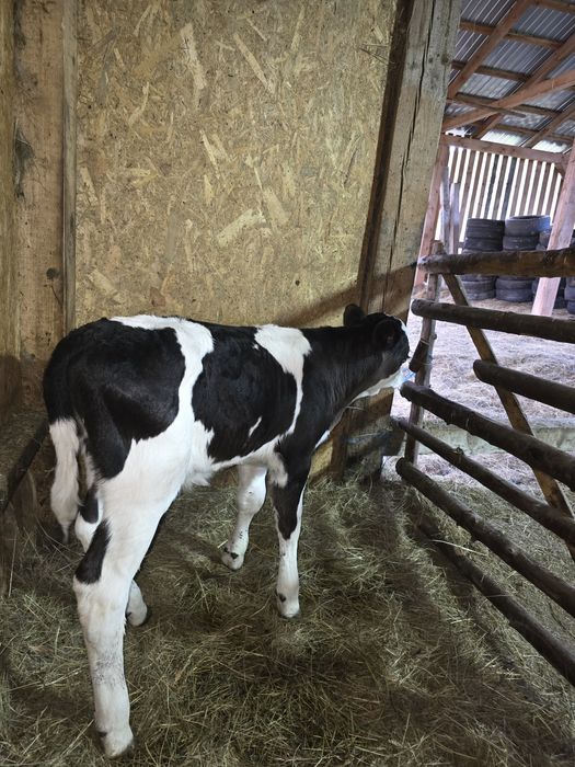 Tauras baltata romaneasca pe negru