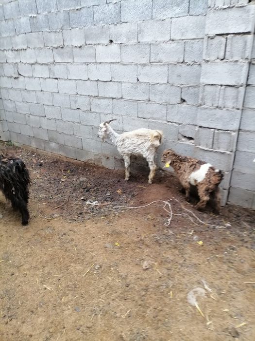 Лакты ешкимер серке теке