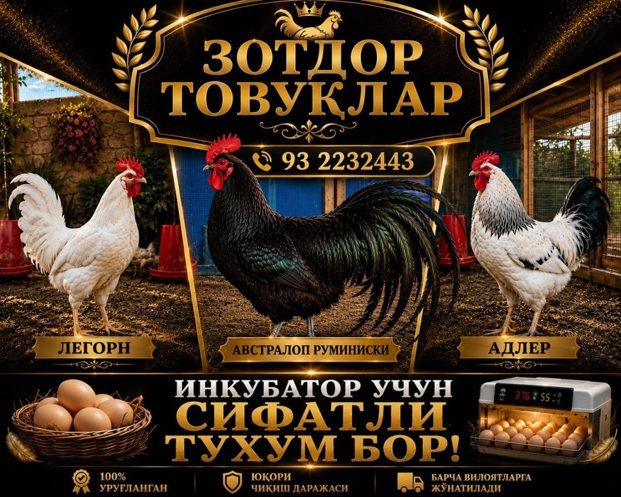 Легорун бели стандарт тухумлари ва жужаларига заказ оламиз