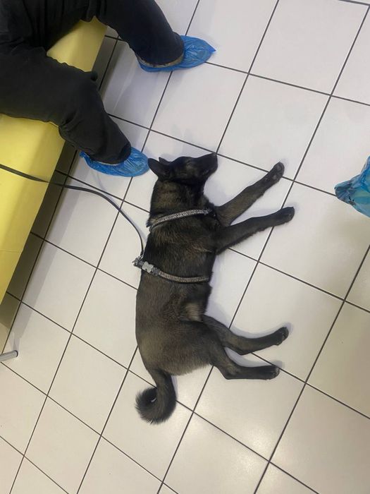 Собака дворовая