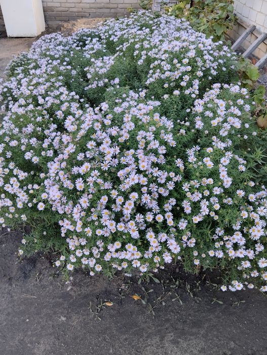 Прополоть огород