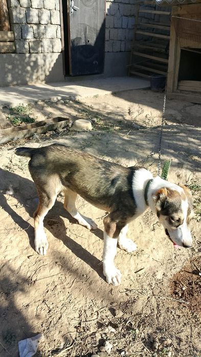 Жүректі ит сатылады