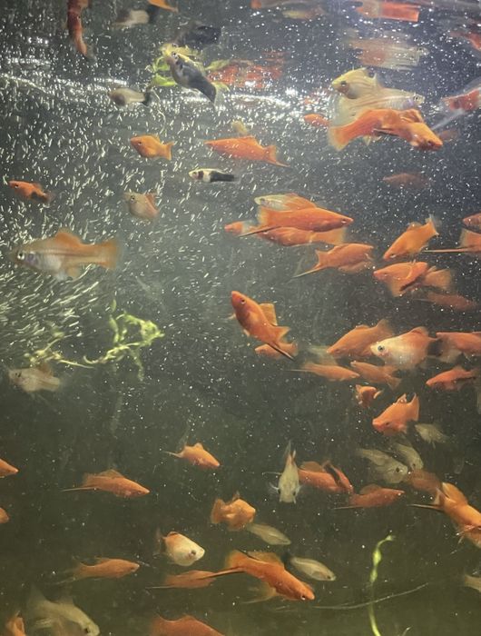 Срочно продам меченосцев 60-70 шт