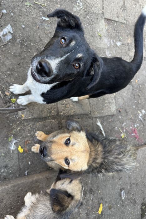 Подарявам кученца - Спешно търсят дом