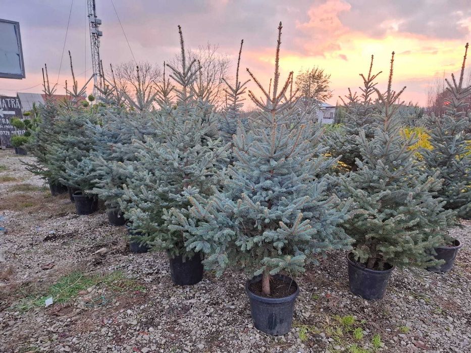 Plante ornamentale brazii argintii de toamna