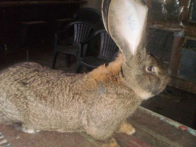 Зайци Белгийски великан