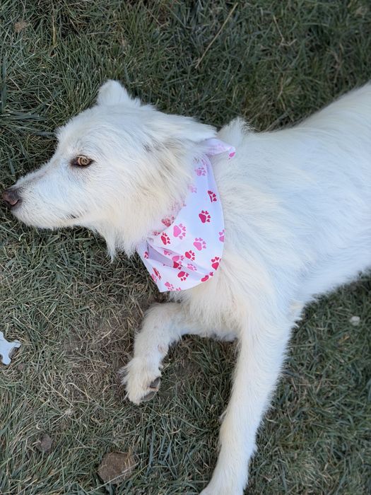 Donez câine  găsit pe câmp pentru adopție