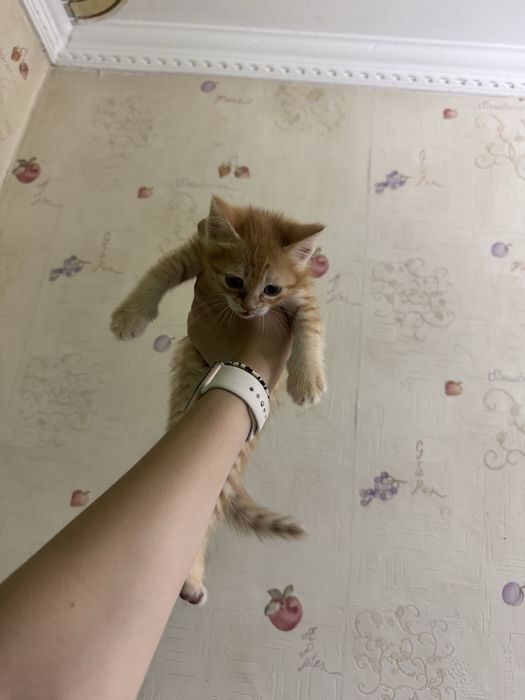 Котята бесплатно