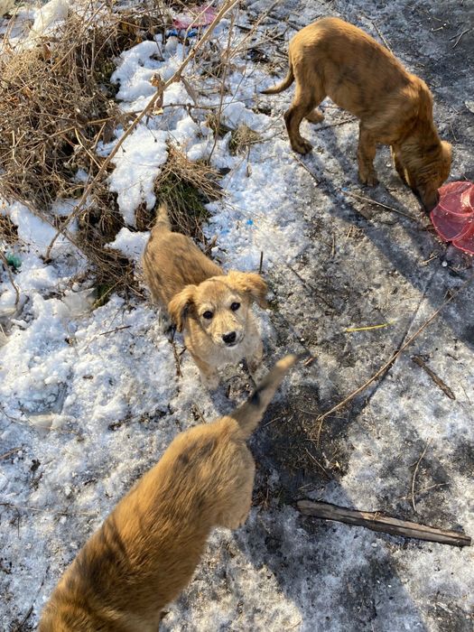 Щенята в добрые руки