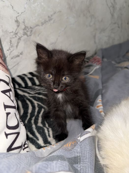 отдам котенка в хорошие руки
