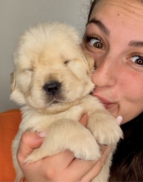 Золотистый ретривер смесь Лабрадор