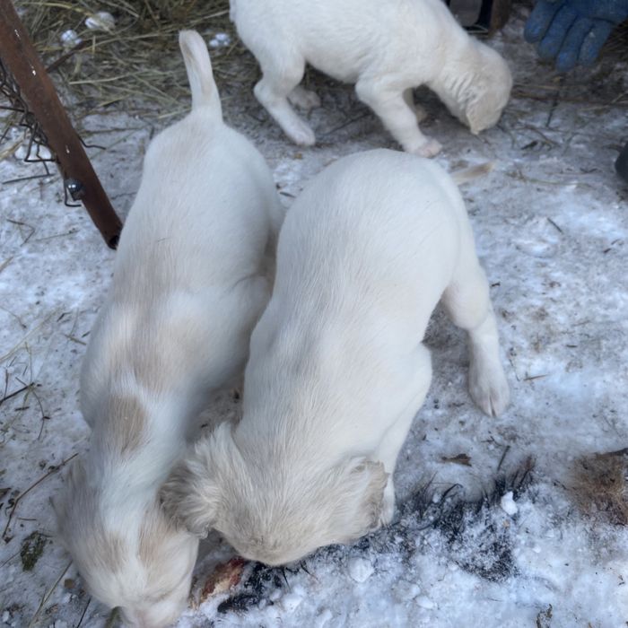 Продам тазы щенков