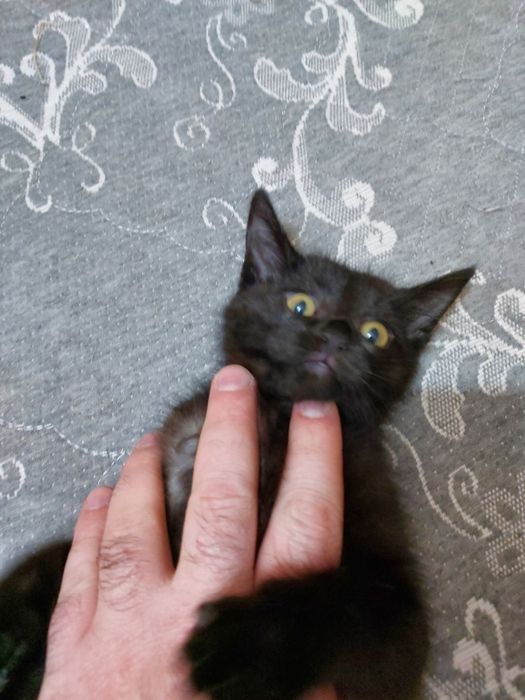 Котёнок 3 месяца