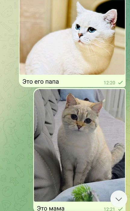 Британский котёнок