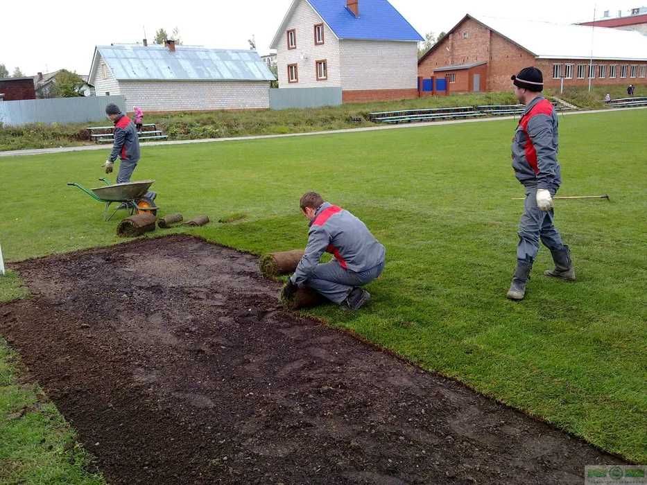 Живой газон в рулонах с плотным дёрном для участка