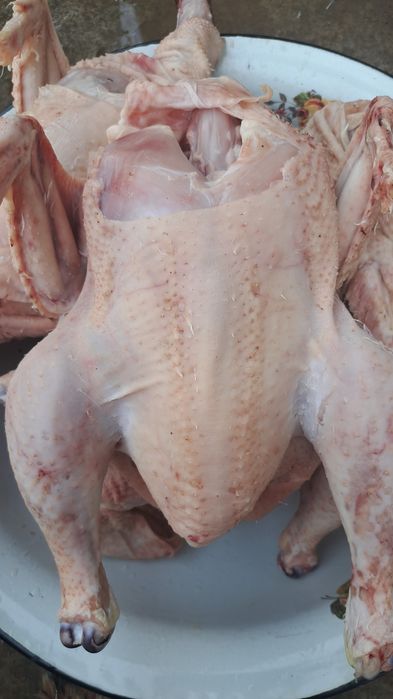 Домашний бройлеры