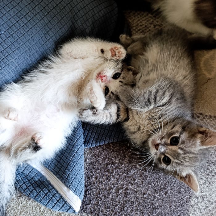 Отдам котят, в хорошие добрые руки