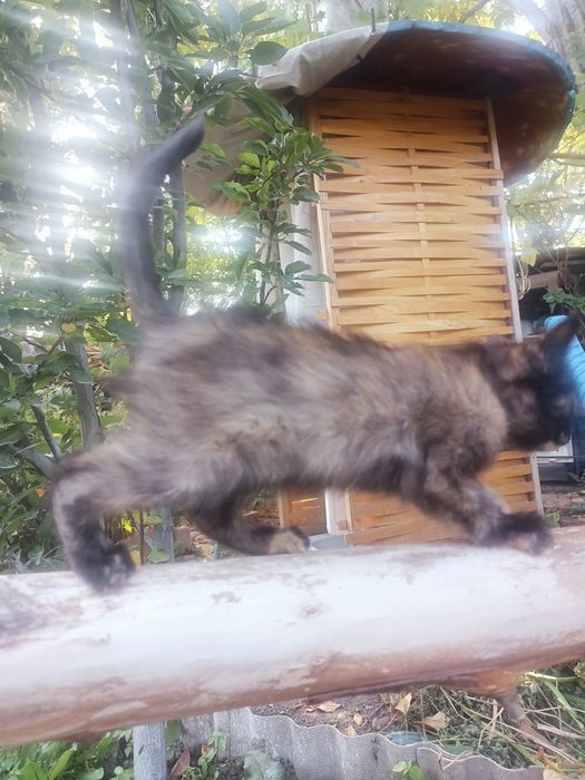 Ласковые котята ищут дом
