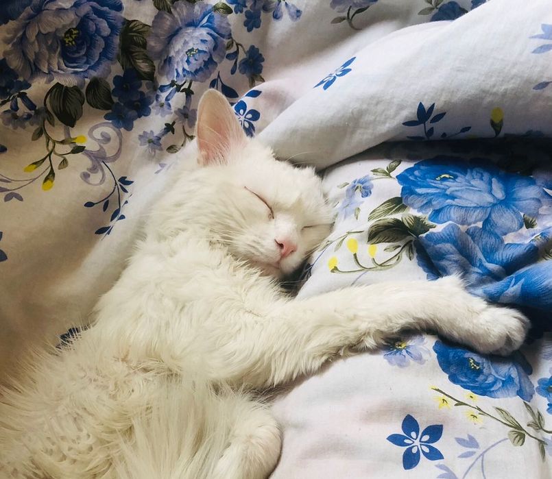 Глухой ангорский кот