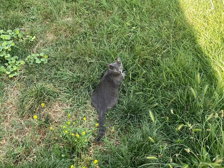 потерялась кошка