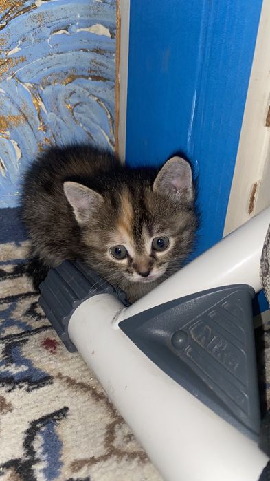 Котенки в добрые руки