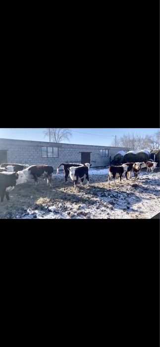 Продам Телок Казахско белоголовых