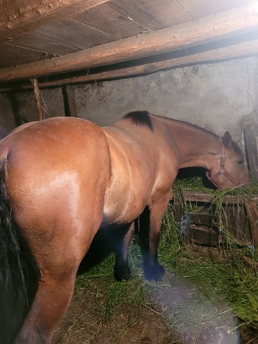 Vând mănânză de 3 ani