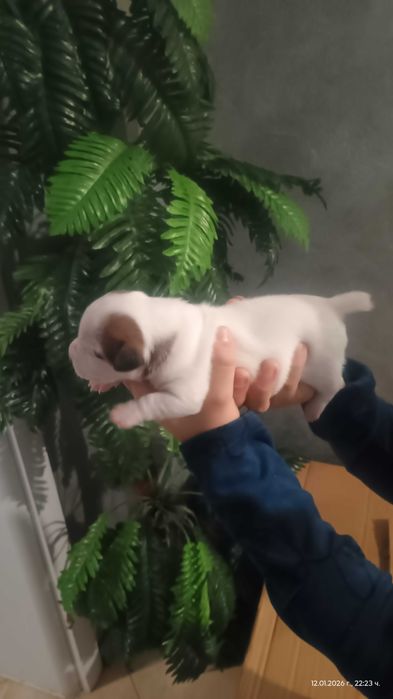 Джак Ръсел териер