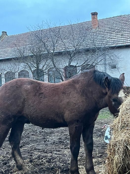 Manz de vanzare Igriș