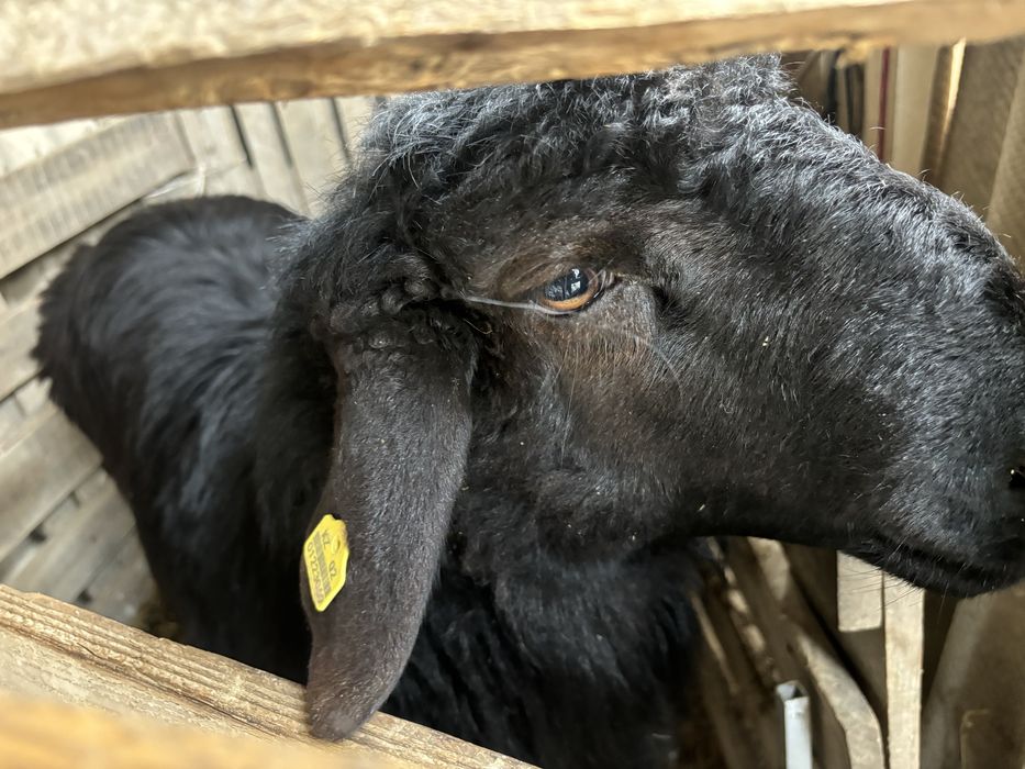 Қошқар сатылымда