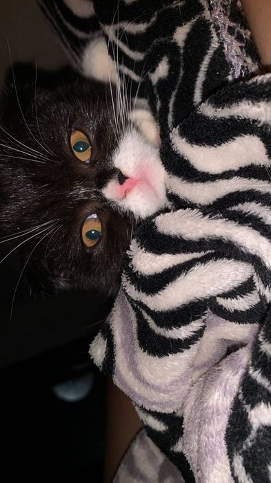 Катенки пародсные шотландский