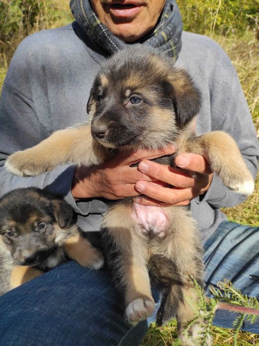 Pui de ciobănesc german × ciobănesc corb – își caută oamenii lor!