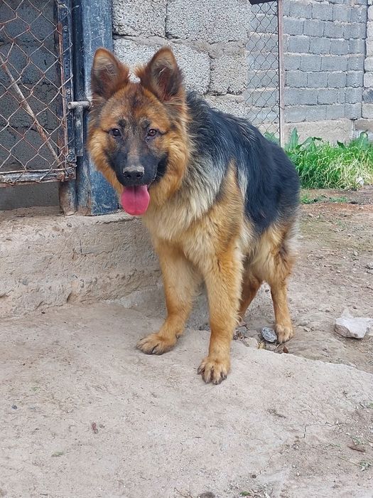 Овчарка немецкий