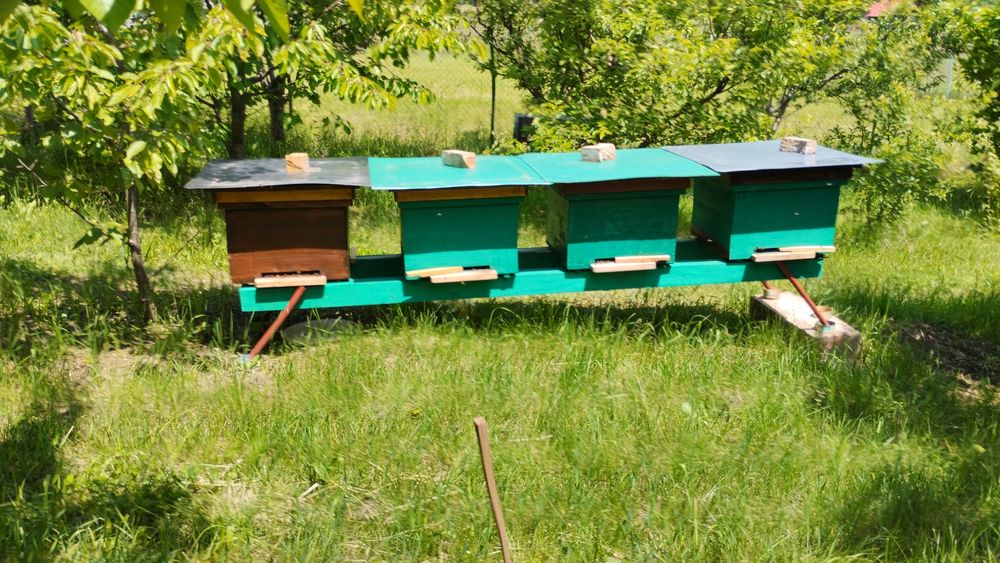 Vând roi și famili de albine