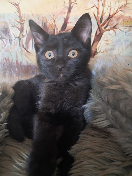 Кошка,чисто черный окрас