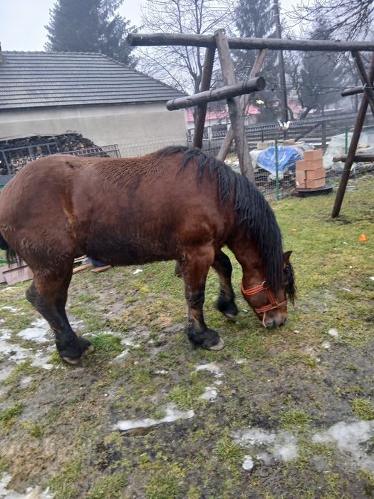 Vând armăsar 3 ani!