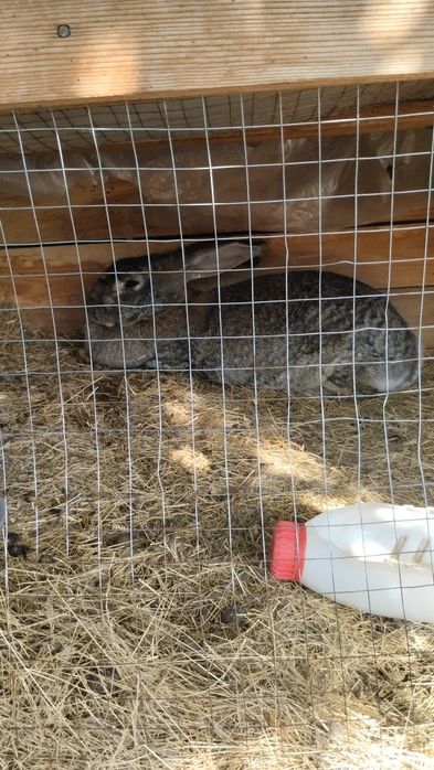 Продам крольчих!