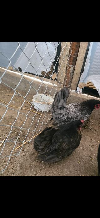 200 famila de chabo 2+1 . 100 cocos de olandeză