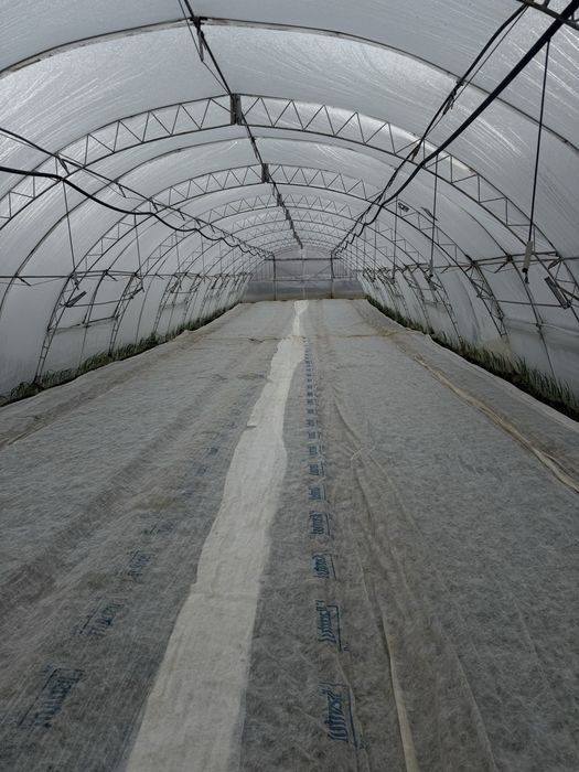 Разсад домати,пипер- директно от производител!