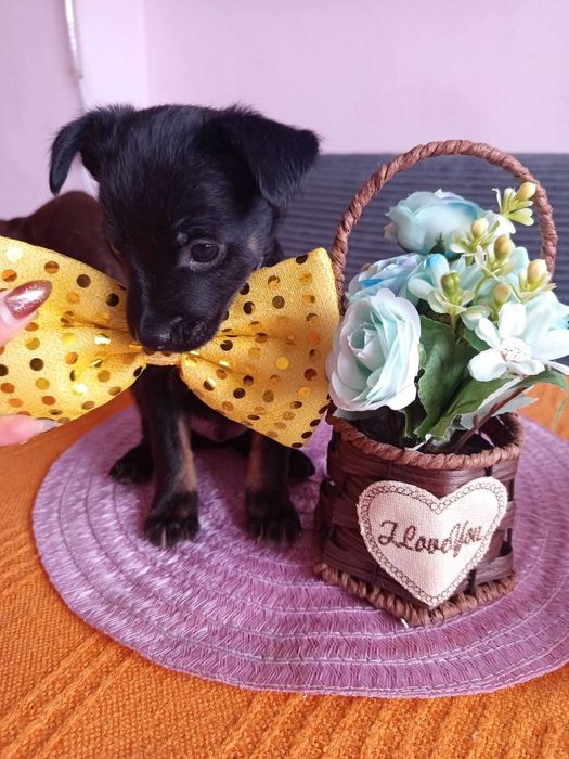 Кутрета сладки мъничета