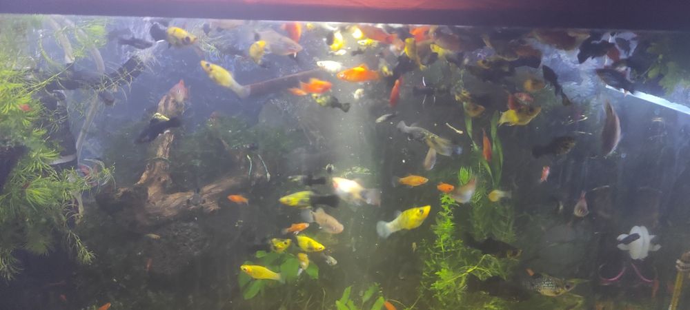 Моллинезии,живородящие.