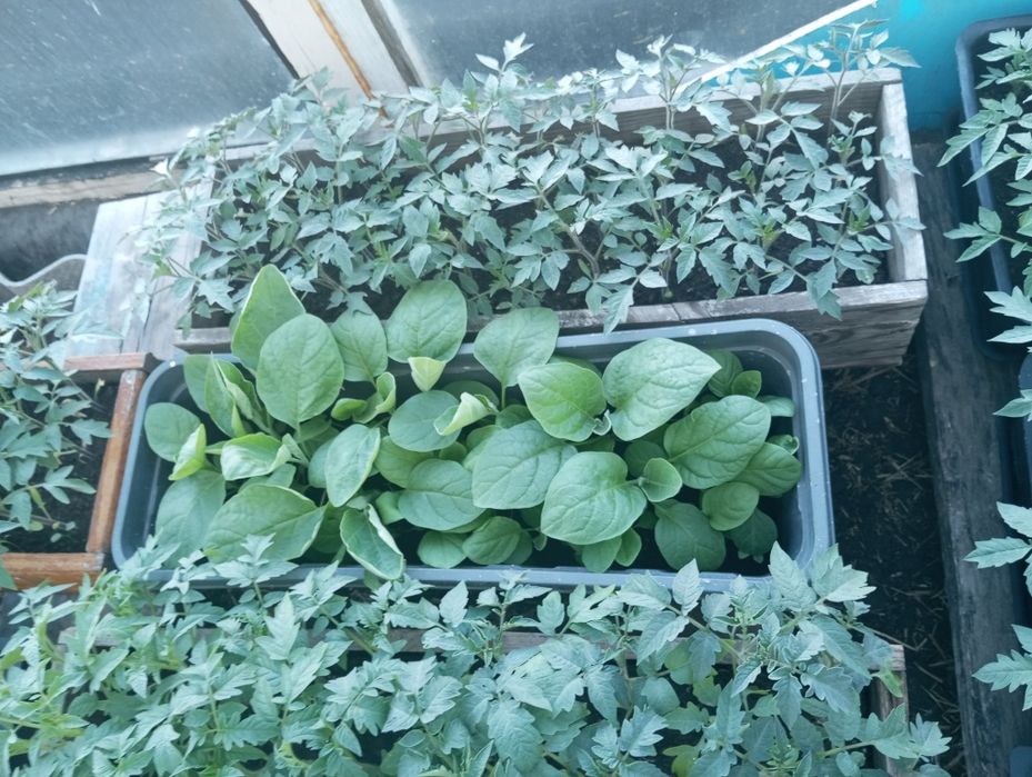 Продам рассаду баклажан.