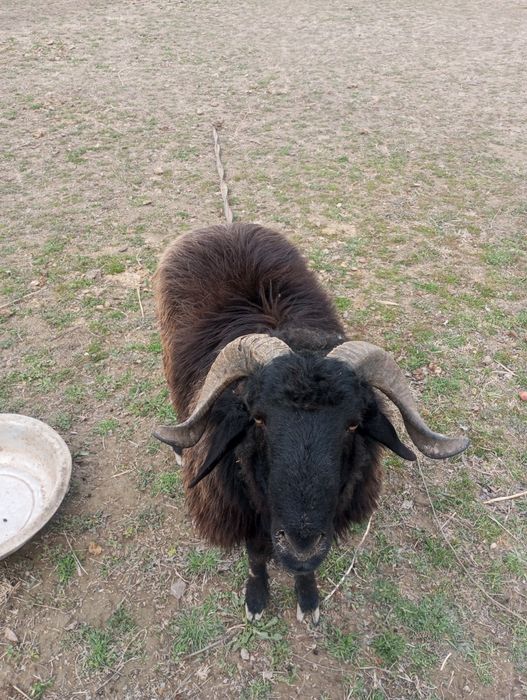 Qoʻchqor 2 yosh soğlom sotiladi