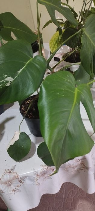 Монстера зелёная.