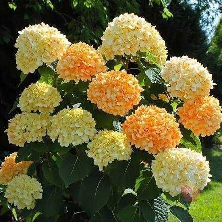 Butaș / Răsad pentru tufa de Hortensia,  fluorescenta bogata