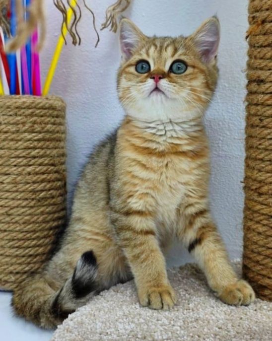 Кошечки и котики  британские