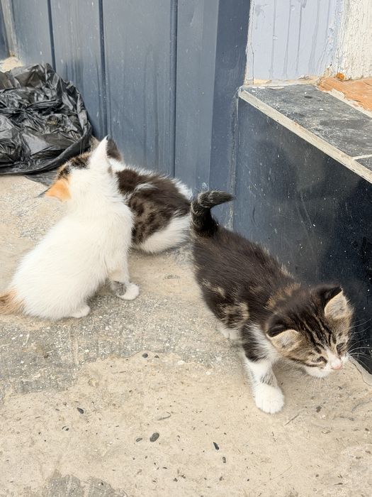 Уй мушукчалари. Кошки