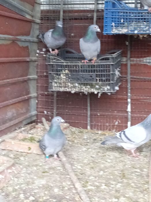 Vând lot de 14 porumbei voiajori