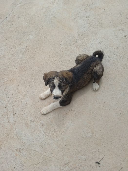 Kuchuk bolasi sotiladi irg'ochi